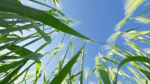 Bottom view of green ears of wheat swaying in wind Видео 336381470
