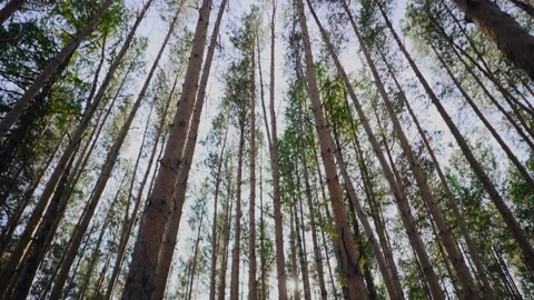 Bottom up view of green foliage of trees with afternoon sun. Walking through the Stock Footage 149427214
