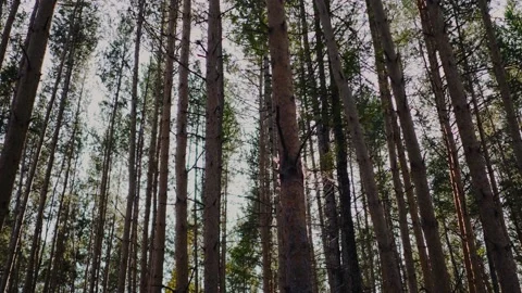 Bottom up view of green foliage of trees with afternoon sun. Walking through the Video stock 171293240