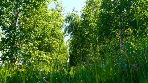 Bottom view of green grass and trees in summer Stock Footage 108943234