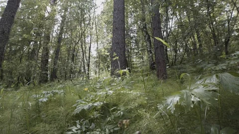 Bottom view of green grass, plants and trees in the summer forest with bright Stock Footage 117868116
