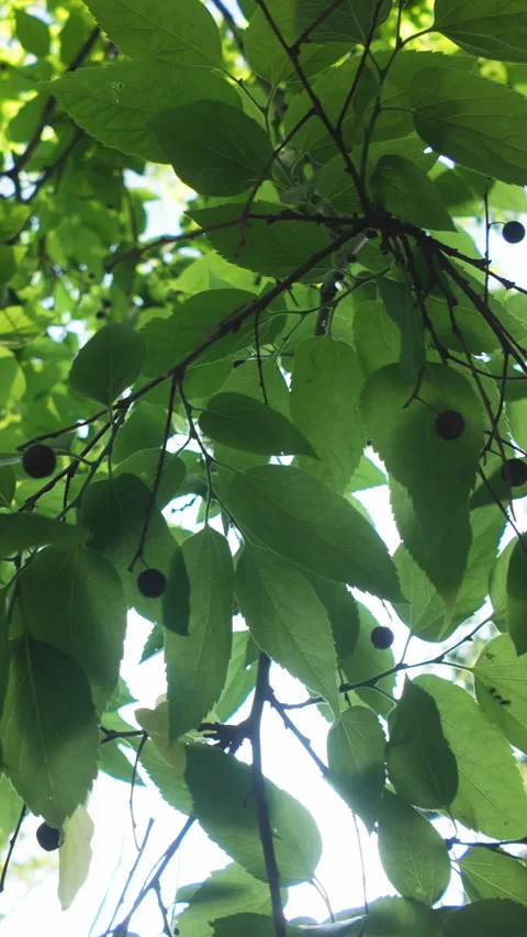 Bottom-up view of green leaves and fruits of Hackberry tree in evening light Stock Footage 314717830