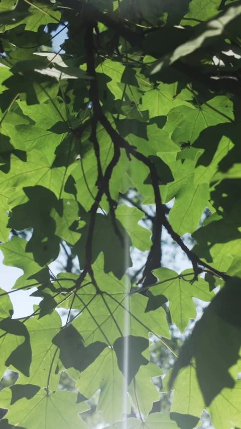 Bottom-up view of green leaves of Maple tree in evening light, backlit by sun Stock Footage 312258435