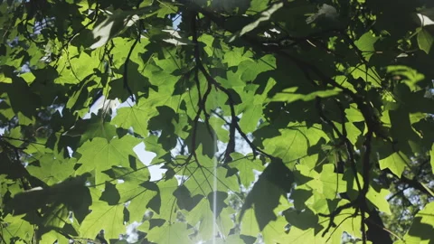 Bottom-up view of green leaves of Maple tree in evening light, backlit by sun, Stock Footage 314674950
