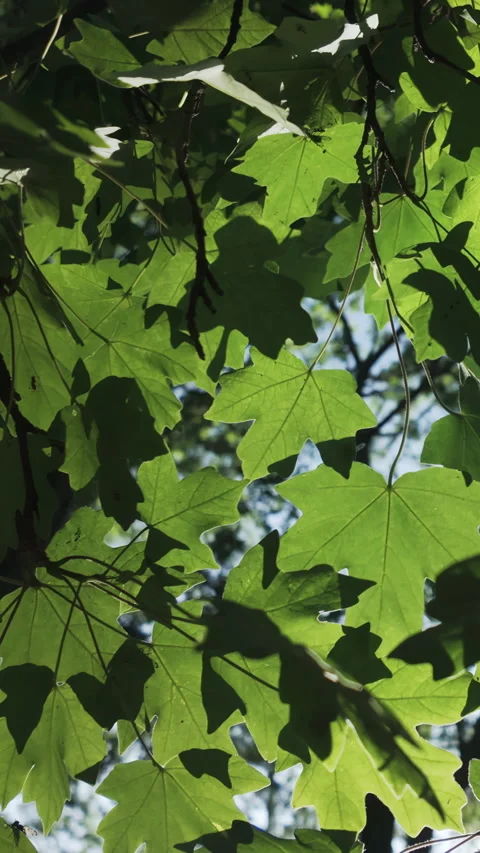 Bottom-up view of green leaves of Maple tree in evening light, backlit by sun Stock Footage 331011828