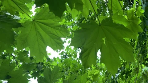 Bottom view of green maple leaves. Copy space Stock Footage 308344191