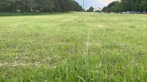 Bottom view of green meadow in city park with pine forest and cityscape Stock Footage 337302027