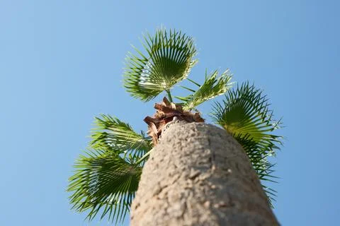 Bottom-Up View of Green Palm Tree Top with Clear Blue Sky Background Stock Photos