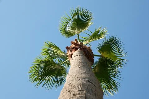 Bottom-Up View of Green Palm Tree Top with Clear Blue Sky Background Stock Photos