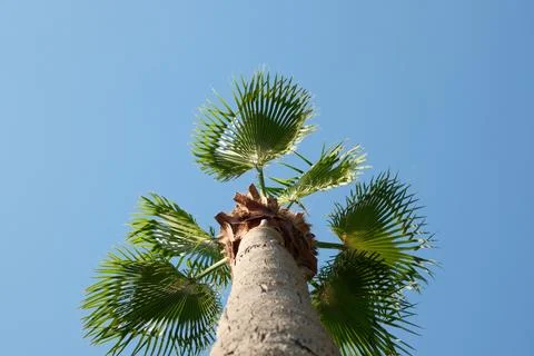 Bottom-Up View of Green Palm Tree Top with Clear Blue Sky Background Stock Photos