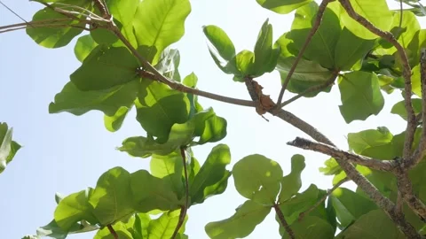 Bottom view green sea tree against the blue sky. View of  trees against the.. Stock Footage 274214134