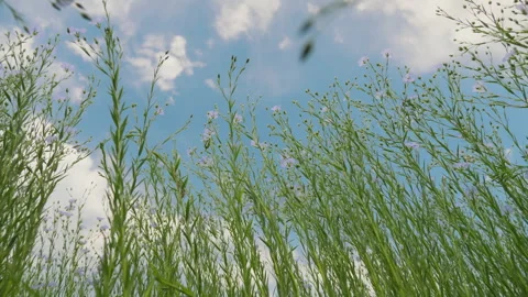 Bottom up view of green stems and blue flowers of flax in a field Stock Footage 276600281
