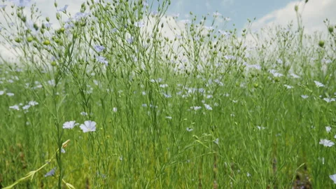 Bottom up view of green stems and blue flowers of flax in a field Stock Footage 315109429
