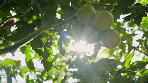 Bottom-up view: green tomatoes on a branch in a lightened greenhouse Stock Footage 101774978