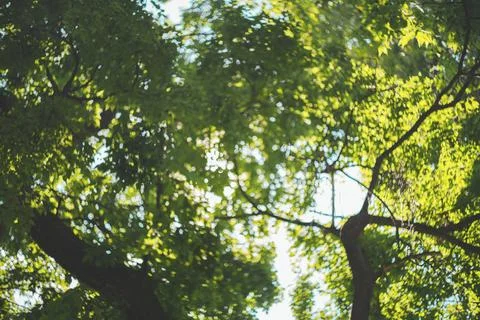 Bottom up view of green tree canopy with soft sunlight filtering through leav Stock Photos