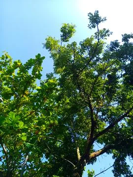 Bottom view of green tree leaves under the sunlight and blue sky in the morning Stock Photos