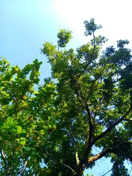 Bottom view of green tree leaves under the sunlight and blue sky in the morning Stock Photos
