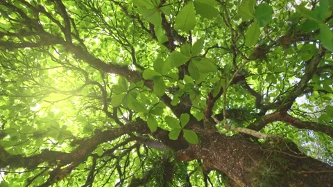Bottom up view green tree in mexican rainforest. Camera moves along the trunk of Video stock 149843950