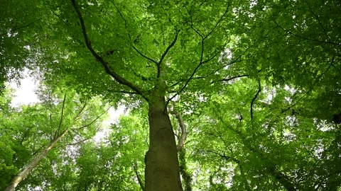 Bottom view of green tree in the middle of the forest. nature concept Stock Footage 279485794