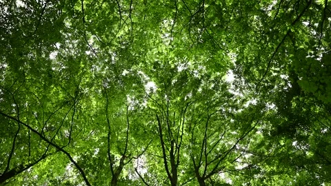 Bottom view of green trees in the middle of the forest. nature concept. Stock Footage 279485806