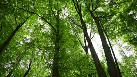 Bottom view of green trees in the middle of the forest. nature concept. Stock Footage 279485887