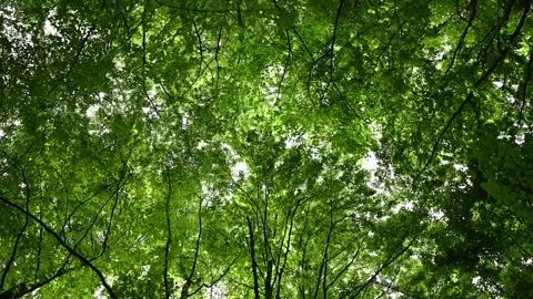Bottom view of green trees in the middle of the forest. nature concept. Stock Footage 279485896