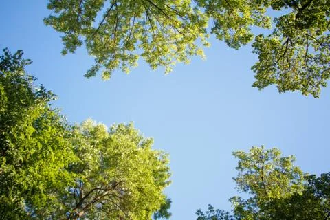 Bottom view of green trees top in forest blue sky and sun beams shining throu Stock Photos