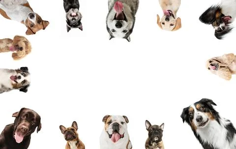 Bottom view of group of different purebred dogs looking at camera isolated over Stock Photos