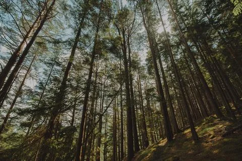 Bottom view group trees 1. High quality photo Stock Photos