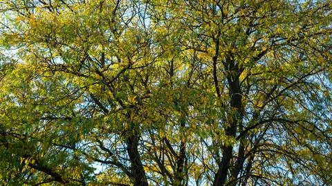 Bottom-Up View of a Half-Yellow, Half-Green Leafed Tree in Transition 库存照片