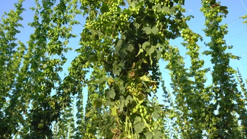 Bottom up view of hanging branches of ripe hops Stock Footage 216571006