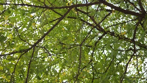 Bottom view on hanging tree branches with green foliage on sky background Video stock 121364446