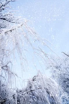 Bottom view on hanging willow branches on ice in snow Stock Photos