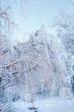 Bottom view on hanging willow branches on ice in snow. Stock Photos