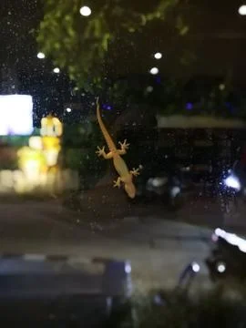 Bottom view of Hemidactylus on mirror , selective focus Foto stock
