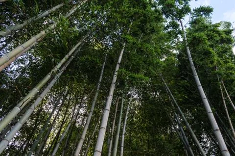 Bottom view in high bamboo forest in Georgia Stock Photos