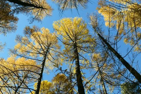 Bottom view of high larch trunks against blue sky Stock Photos