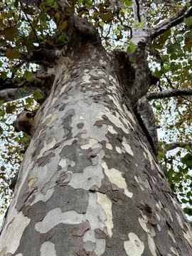 Bottom view of a high sycamore tree with big crown with many leaves and sunbeams Stock Photos