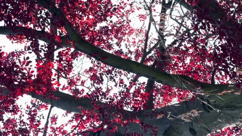 Bottom-up view of a huge beech tree with red leaves against a blue sky Stock Footage 310295889
