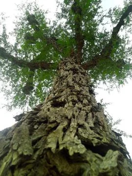 Bottom view of a huge desert tree near trunk with large branches in a f Stock Photos