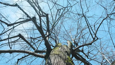 Bottom up view of huge white tree with empty crown against background of blue Stock Footage 154252961
