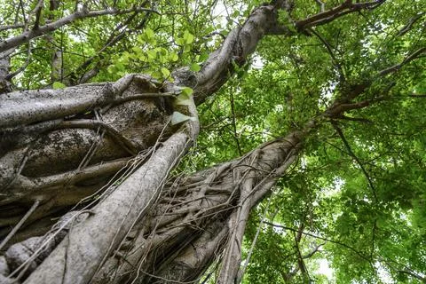 Bottom view of the intertwining roots rise up to the trunk of a rising Banyan Stock Photos