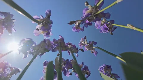 Bottom-up view of Iris flowers on blue sky background on sunny day, backlit by Stock Footage 325995607