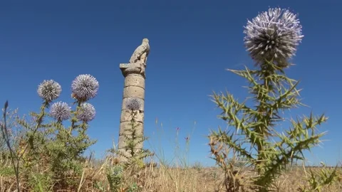 Bottom view Karakus Tumulus and thistle Stock Footage 156473163