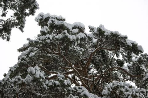 Bottom view of a large branched evergreen pine tree covered with fresh fluf.. Stockfoto's