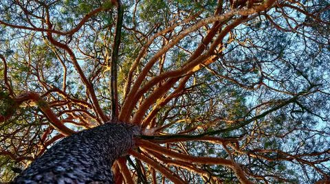 Bottom view of a large copper pine tree with green needles Stock Photos