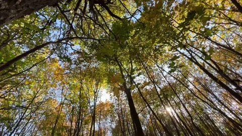 Bottom view of a large deciduous autumn forest in autumn Stock Footage 254059081