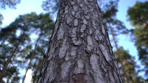 Bottom view of a large pine tree. Stockbeeldmateriaal 196074979