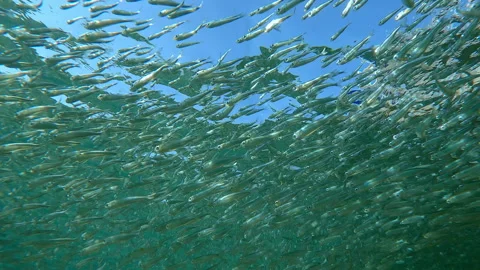 Bottom view of large school of sparkling Silversides Atherina swimming Stock Footage 318805120