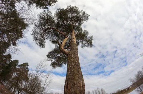 Bottom view of a large tall pine tree stretching into a cloudy sky. Stock Photos